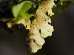 Podostictina pickeringii