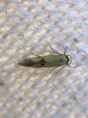Stathmopoda auriferella