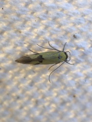 Stathmopoda auriferella