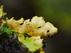 Podostictina pickeringii