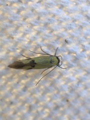 Stathmopoda auriferella