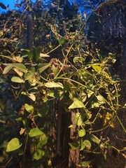 Jasminum officinale