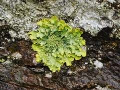 Podostictina pickeringii