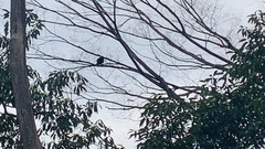 Corvus macrorhynchos