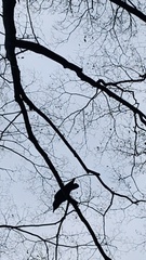 Corvus macrorhynchos