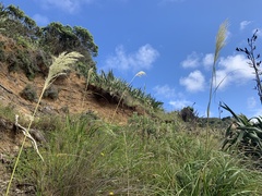 Austroderia splendens
