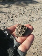 Hydromedusa tectifera