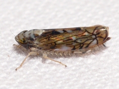 Scaphoideus pullus
