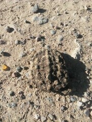 Hydromedusa tectifera