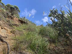 Austroderia splendens