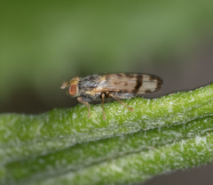 Sphenella ruficeps