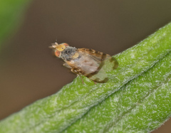 Sphenella ruficeps