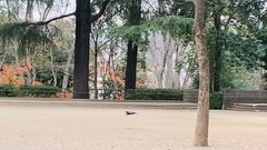 Corvus macrorhynchos