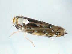Scaphoideus pullus