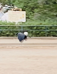 Corvus macrorhynchos