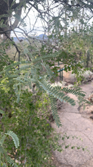 Prosopis velutina