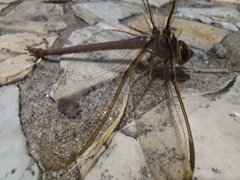 Gynacantha bifida