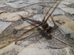 Gynacantha bifida