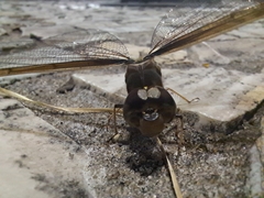 Gynacantha bifida