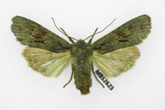 Lithophane furcifera