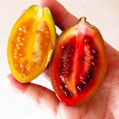 Solanum betaceum