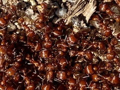 Pogonomyrmex californicus