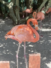 Phoenicopterus