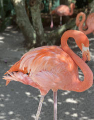 Phoenicopterus