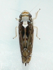 Scaphoideus pullus