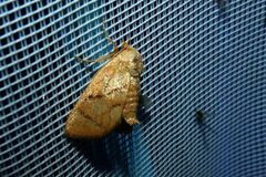 Apoda limacodes
