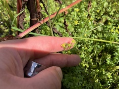Ranunculus amphitrichus