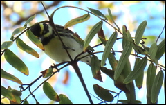 Setophaga nigrescens × townsendi