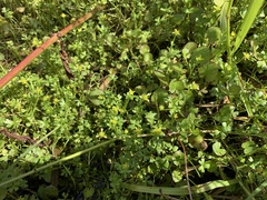 Ranunculus amphitrichus