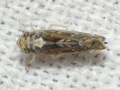 Scaphoideus pullus