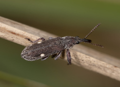 Rhinotia bimaculata