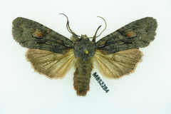 Lithophane furcifera