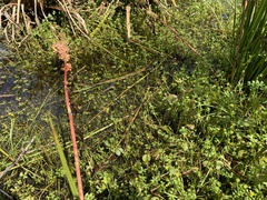 Ranunculus amphitrichus