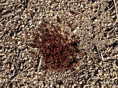 Pogonomyrmex californicus
