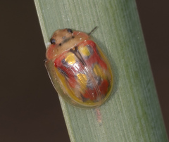 Paropsisterna nobilitata