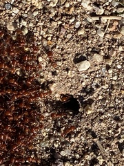 Pogonomyrmex californicus