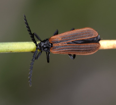 Diatrichalus kershawi