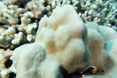 Porites