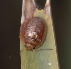 Paropsisterna bimaculata