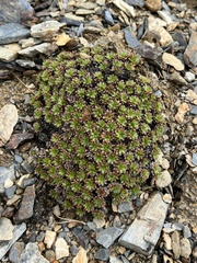 Azorella selago