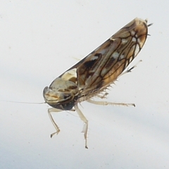Scaphoideus pullus
