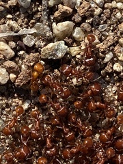 Pogonomyrmex californicus