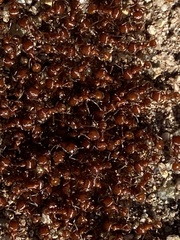 Pogonomyrmex californicus