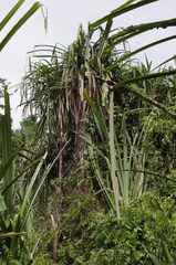 Pandanaceae