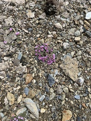 Oxalis enneaphylla