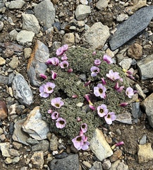 Oxalis enneaphylla
